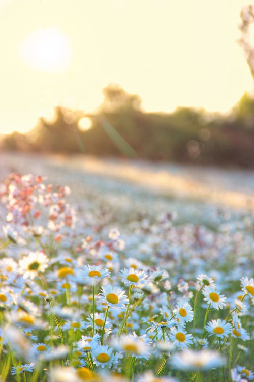 A field of daisies with the sun setting in the background