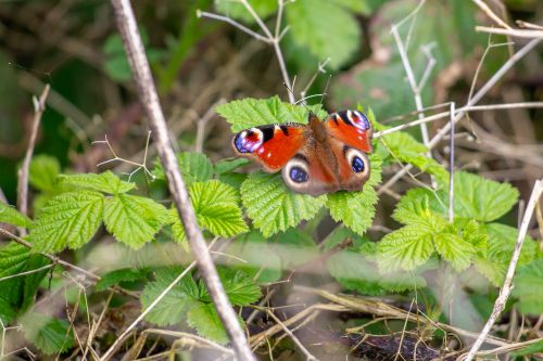Free Peacock Butterfly Stock Photo
