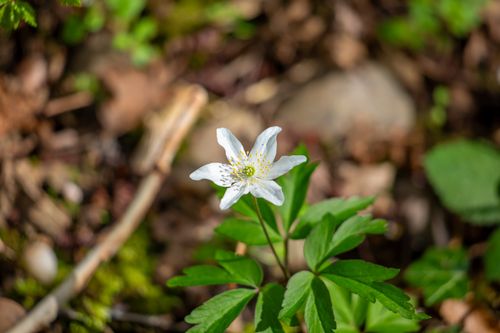 Free Flower Stock Photo