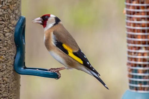 Free Finch Stock Photo
