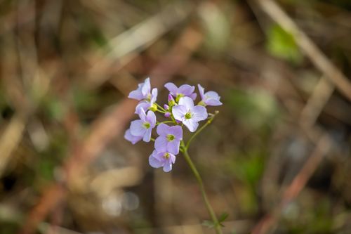 Free Flower Stock Photo