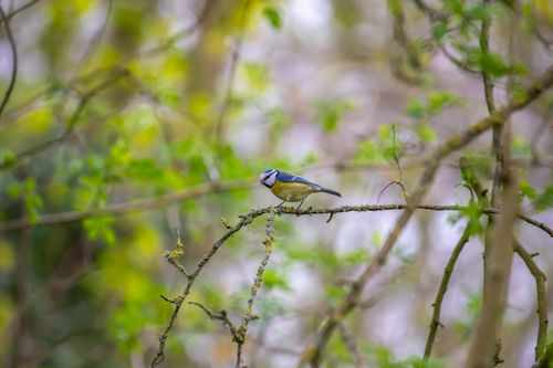Free Blue tit Stock Photo