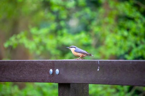 Free Nuthatch Stock Photo