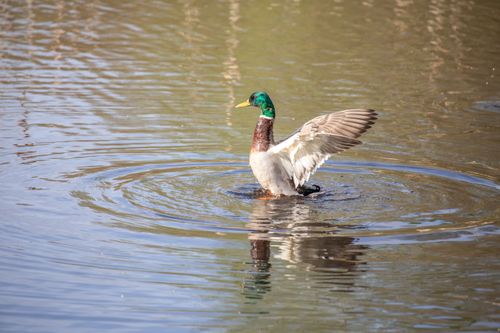 Free Mallard Duck Stock Photo