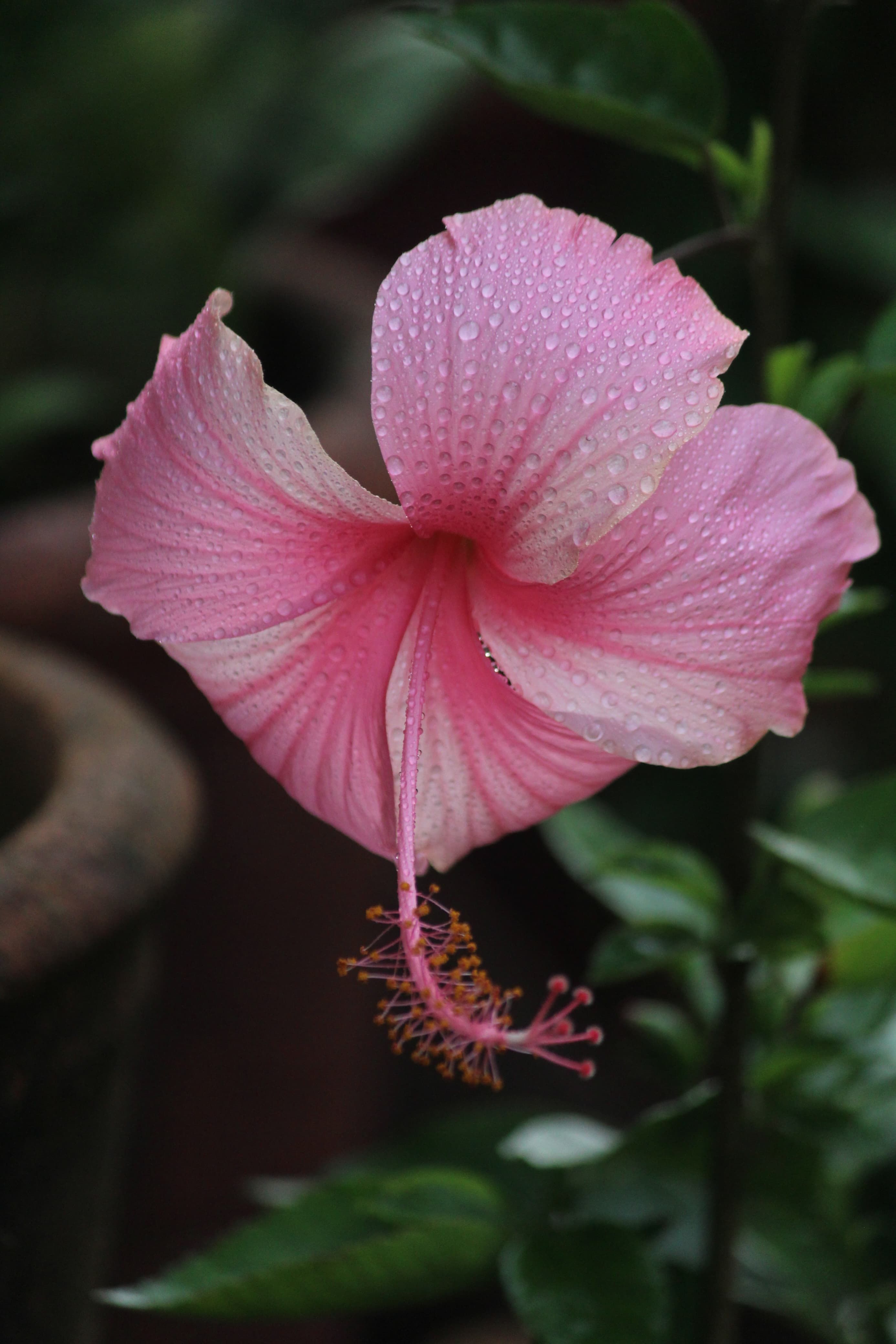 Pink Hibiscus Flower · Free Stock Photo