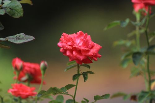Free Close-up of a vibrant red rose with dewdrops, capturing nature's beauty. Stock Photo