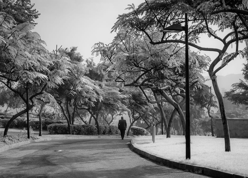 Photos gratuites de afrique, arbre, aube