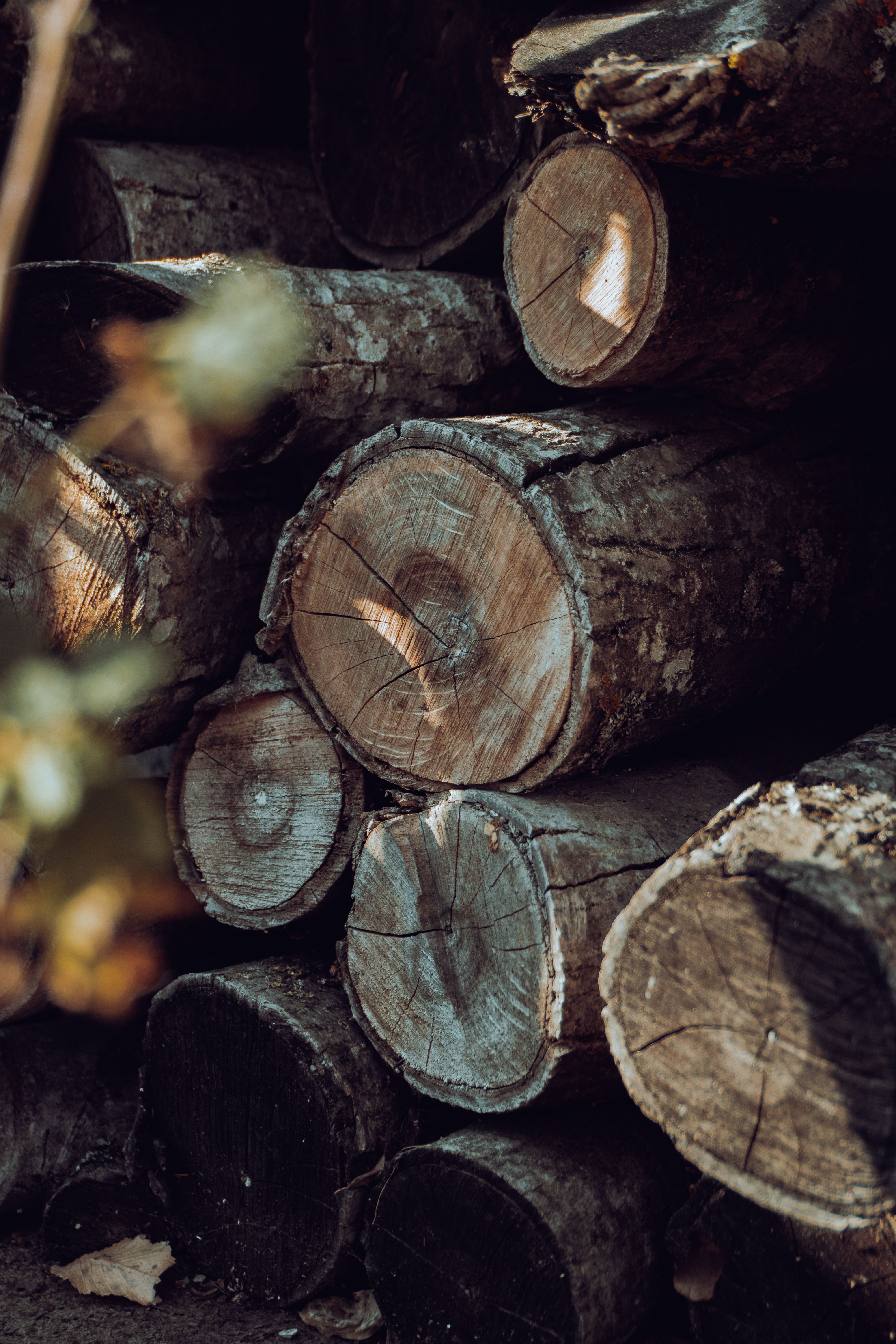 Heap of Timber · Free Stock Photo