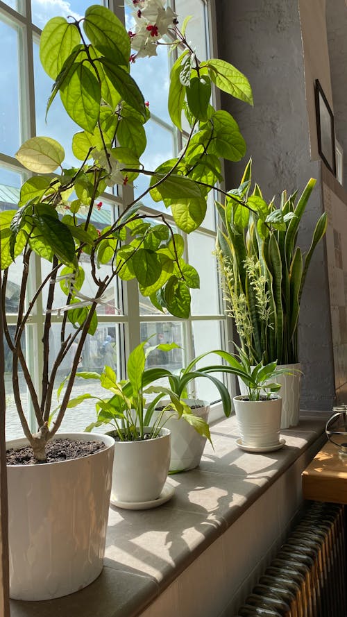 A window sill with plants in white pots
