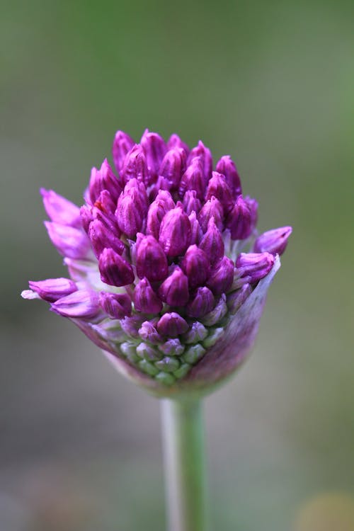 Foto stok gratis bunga-bunga, herbal kebun, kembang