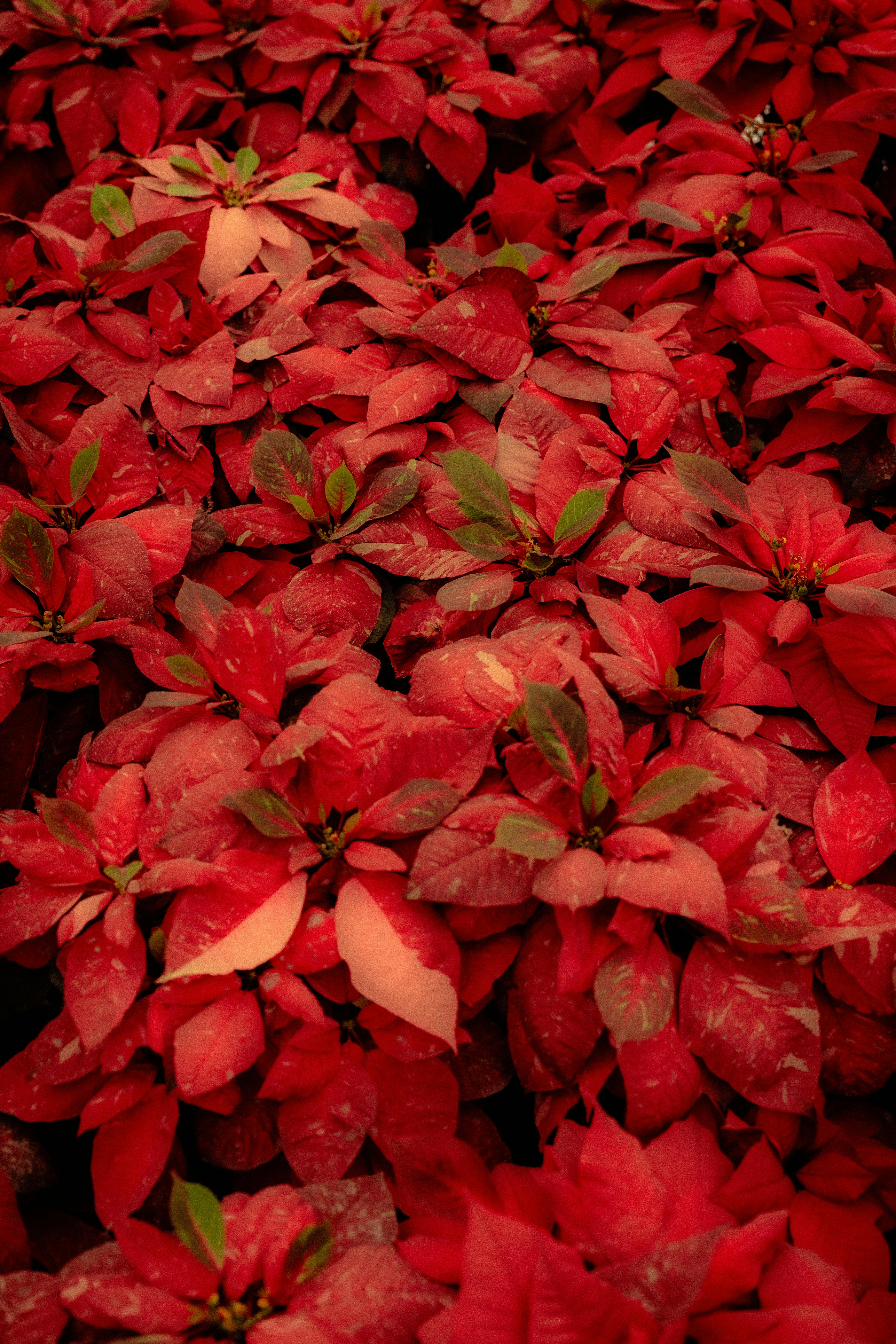 Poinsettia · Free Stock Photo
