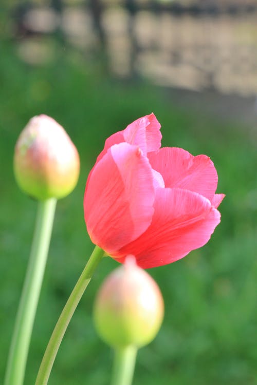 Foto stok gratis bunga tulip, bunga-bunga, kembang