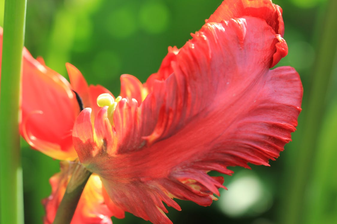 Foto stok gratis bunga tulip, bunga-bunga, fotografi makro