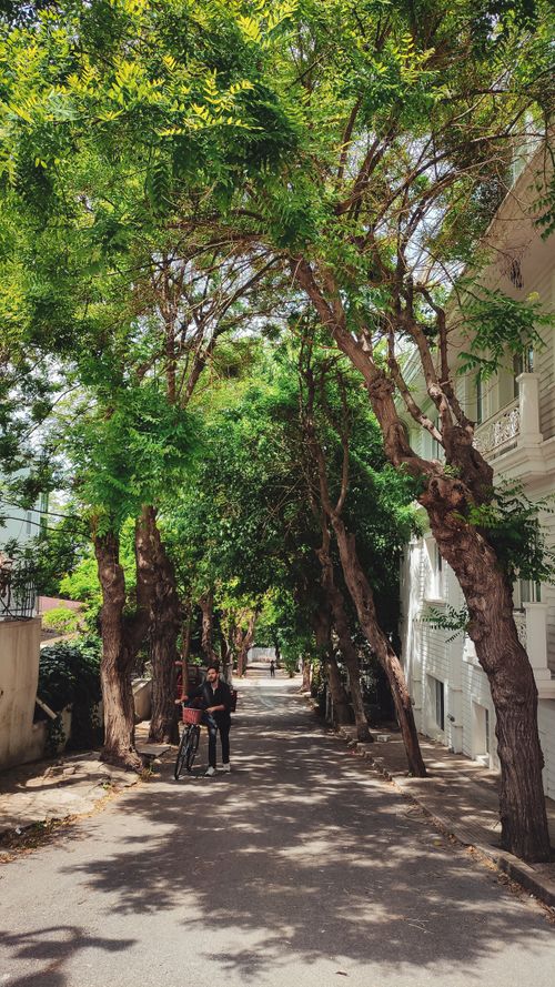 Free A tranquil urban street scene with lush green trees and a person walking with a bicycle. Stock Photo