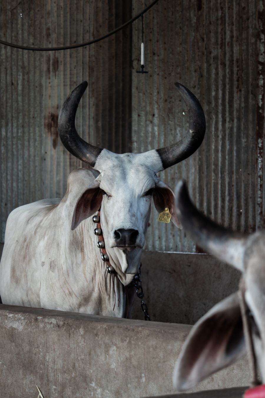 A large cow sheltered safely inside a rustic gaushala barn