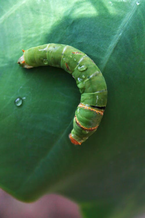 Kostnadsfri bild av blad, grön, insekt