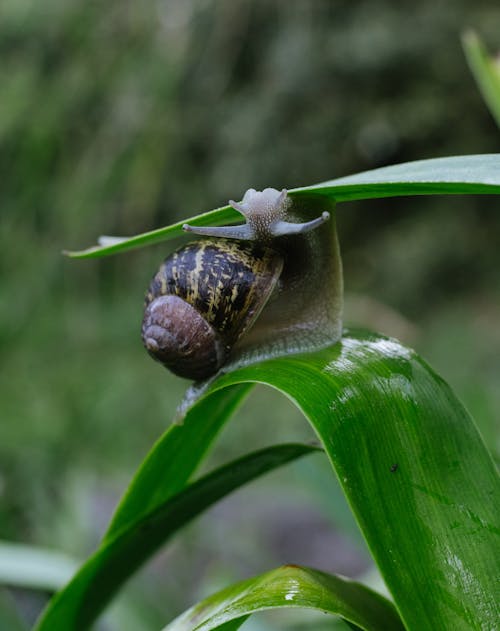 คลังภาพถ่ายฟรี ของ กลางแจ้ง, กุ้ง, ช้า