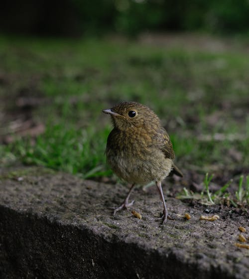 Fotos de stock gratuitas de al aire libre, alerta, animal