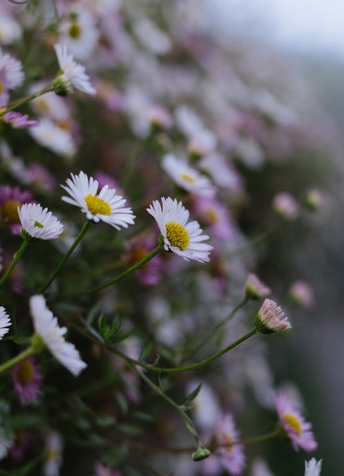 A close up of a bunch of daisies
