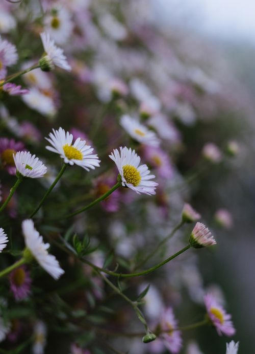 Free Beautiful daisies blooming in a lush meadow, showcasing the elegance of nature. Stock Photo