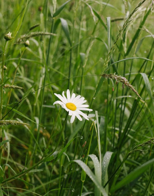 A single white daisy in a field of tall grass