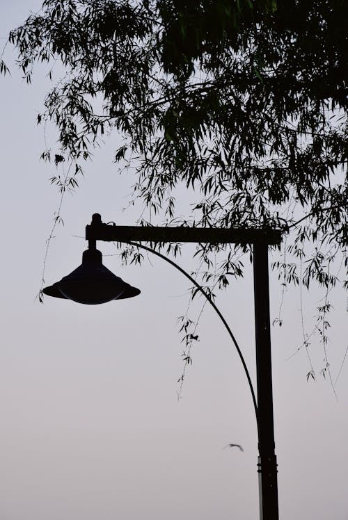 Immagine gratuita di acqua, alba, albero