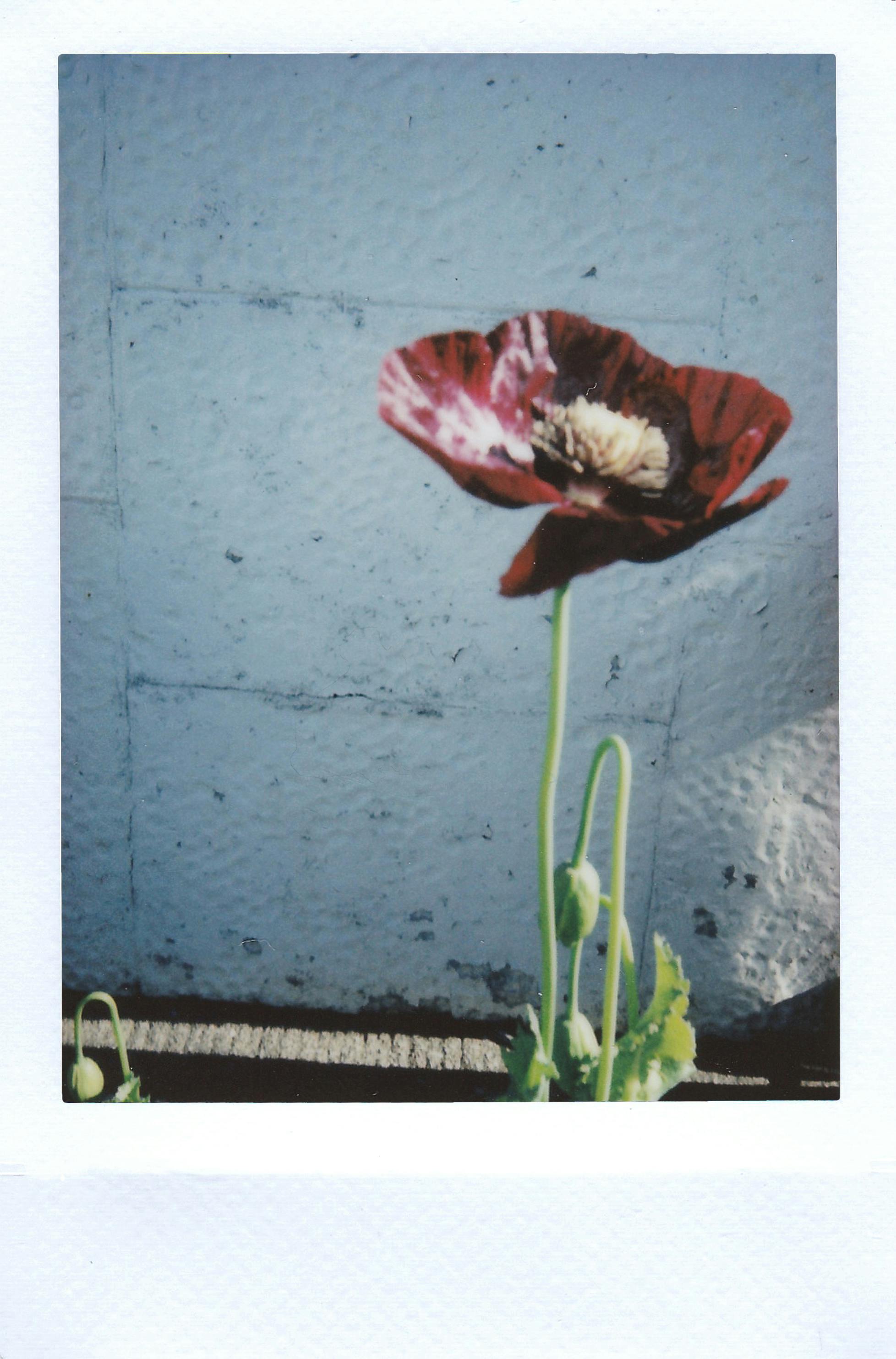 一朵鲜红的罂粟花在纹理墙壁的背景上显得充满活力