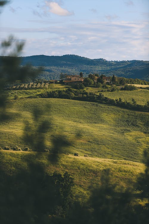 Ingyenes stockfotó a természet szépsége, ciprus, cypress fák témában