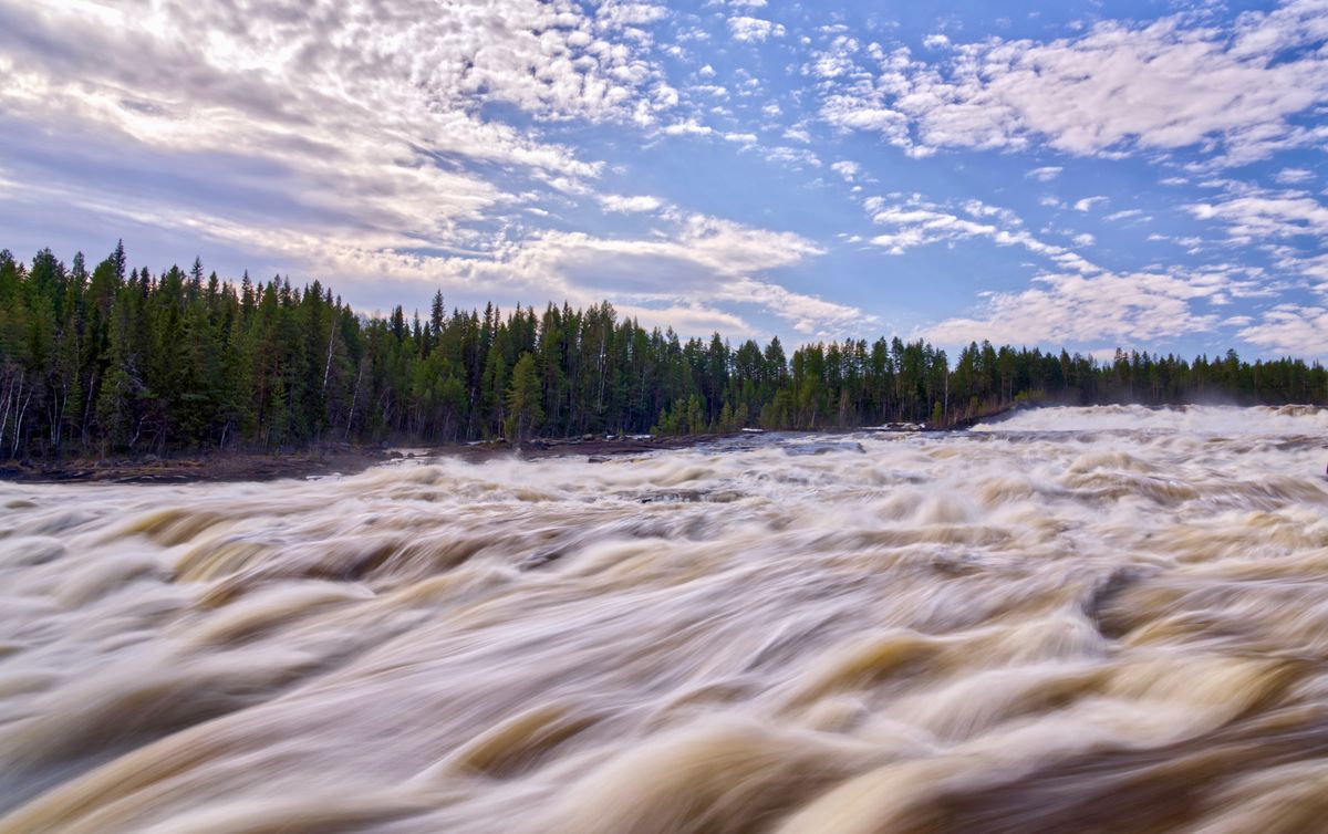 Wide sheet of whitewater rapids pours over a river shelf below dark spruce forest