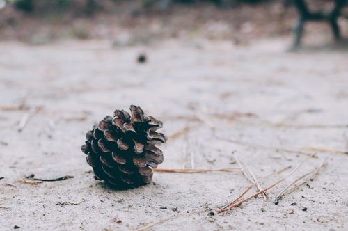 Free Detailed view of a pine cone on sandy terrain evokes a serene winter feel outdoors. Stock Photo