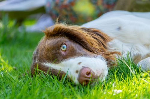 Free A relaxed Spaniel dog lying on lush green grass in the sunlight, capturing a peaceful outdoor moment. Stock Photo