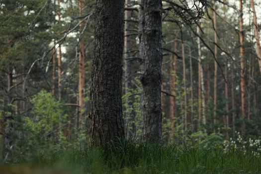 Tranquil scene of a dense pine forest with green foliage, perfect for nature lovers.