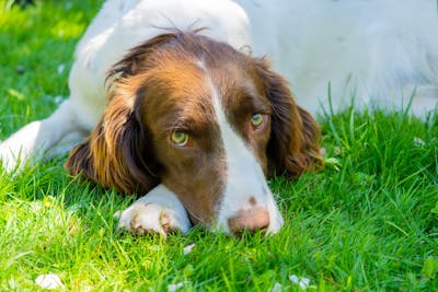 Welsh Springer Spaniel