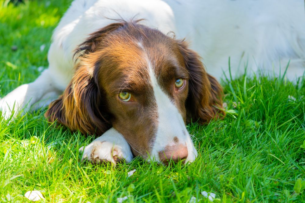 English Springer Spaniel, photo 2