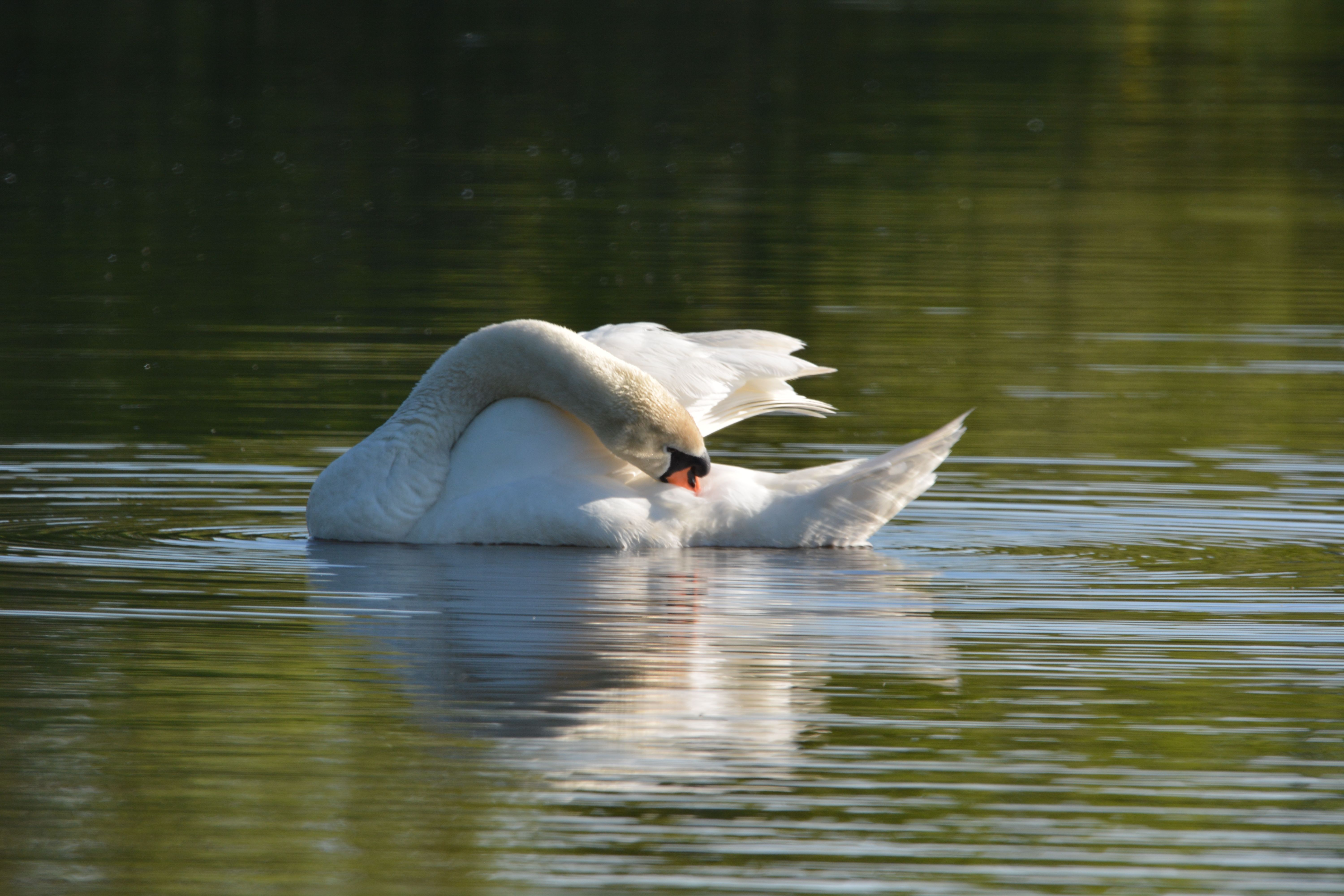 Close-up of a Swan Swimming in a Body of Water · Free Stock Photo