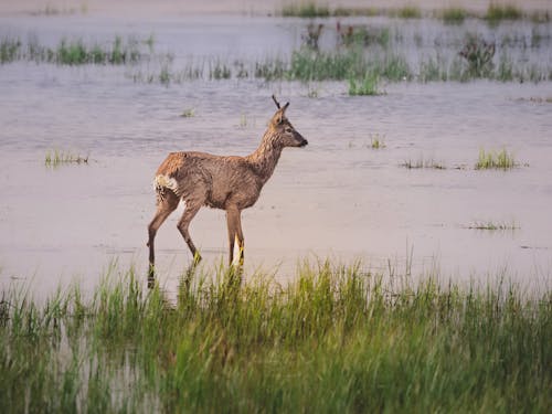 Free stock photo of beautiful, calming, deer