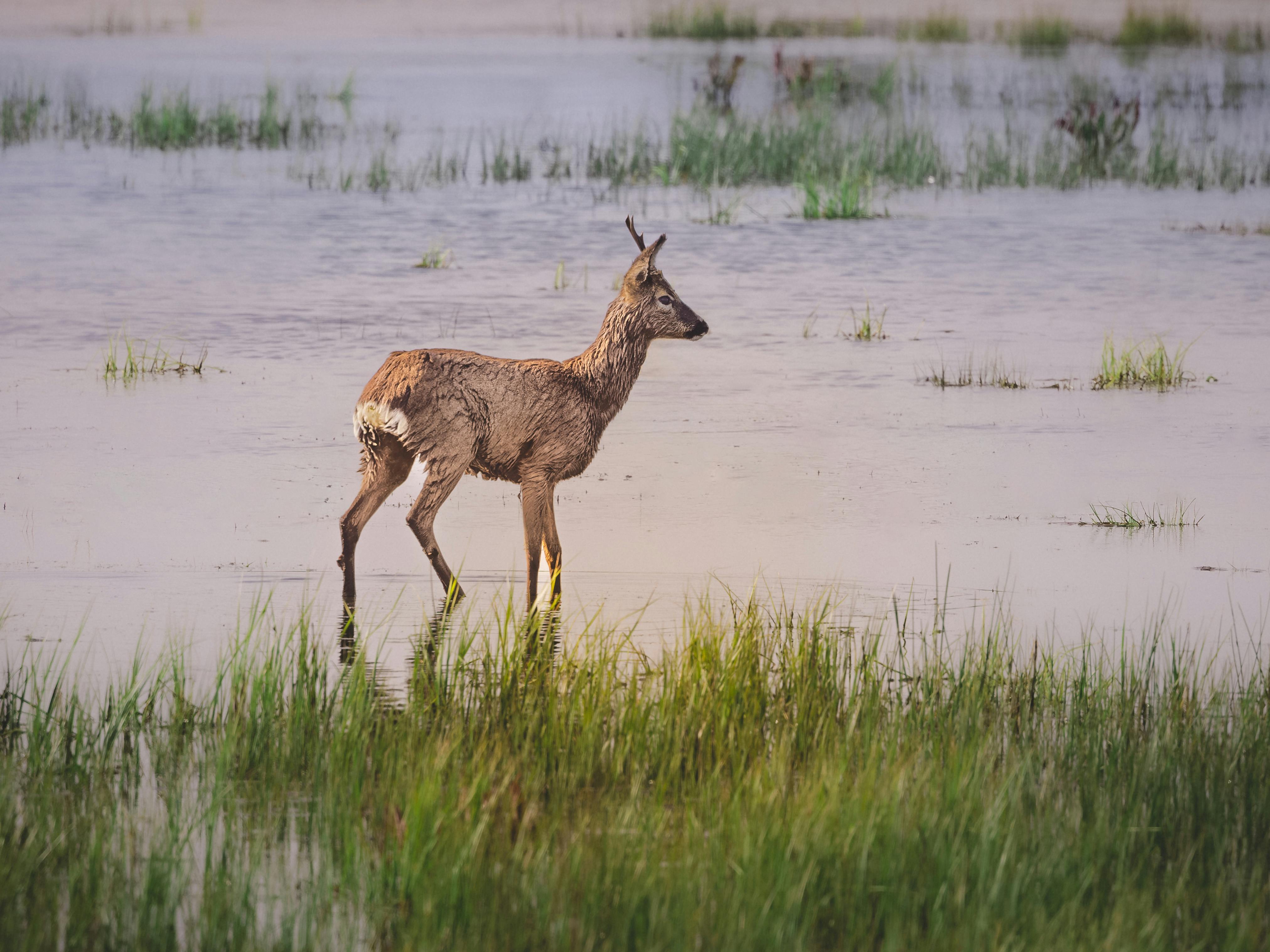 grátis Foto profissional grátis de água, animais selvagens, animal Foto profissional