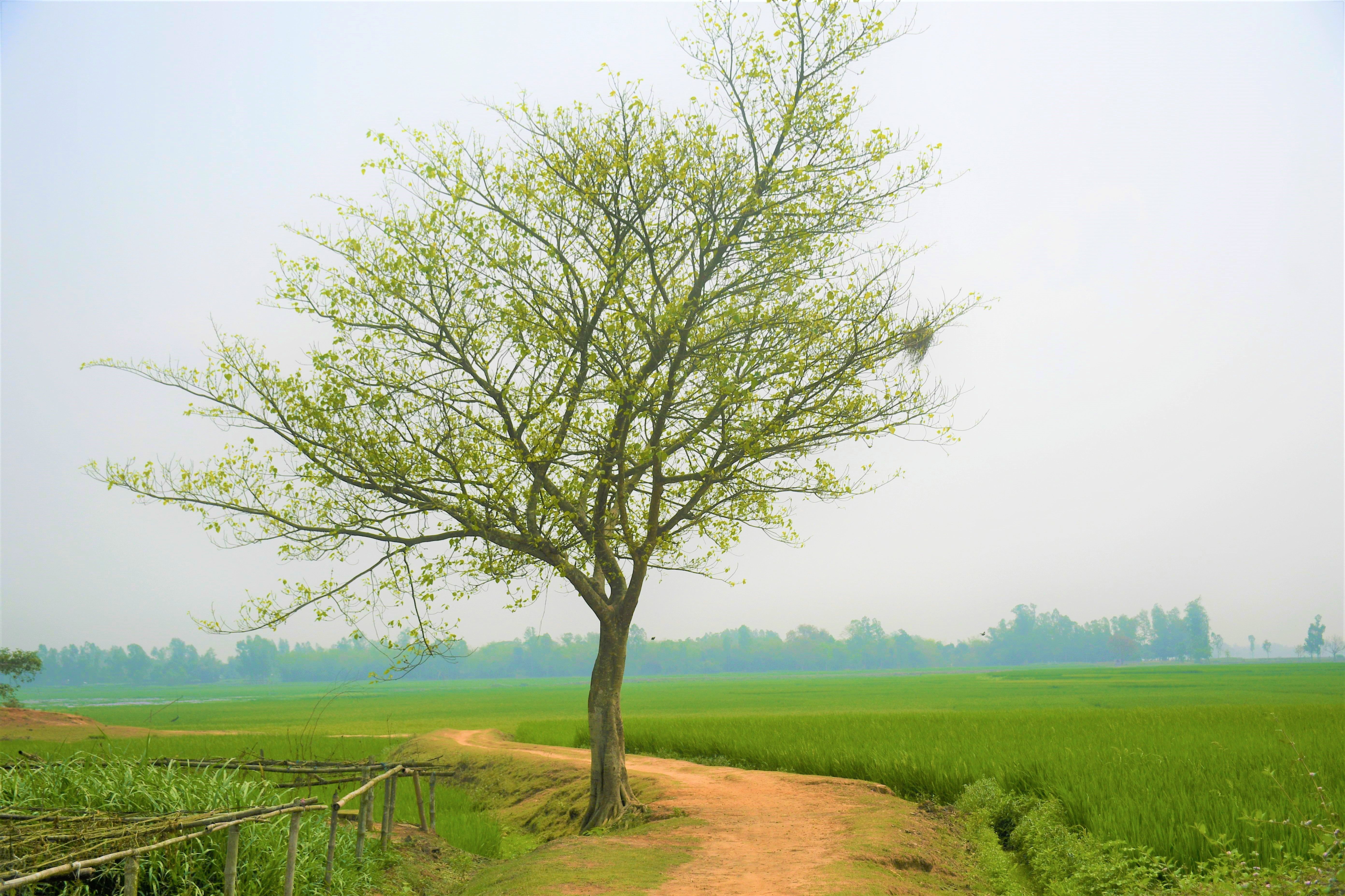 Free A peaceful scene of a lone tree beside a dirt road in lush countryside fields. Stock Photo
