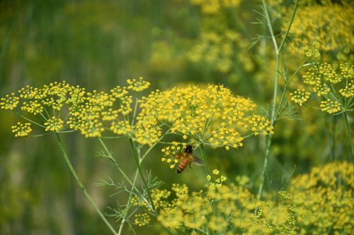 Free A close-up of a honeybee collecting nectar from yellow flowers in a green meadow. Stock Photo