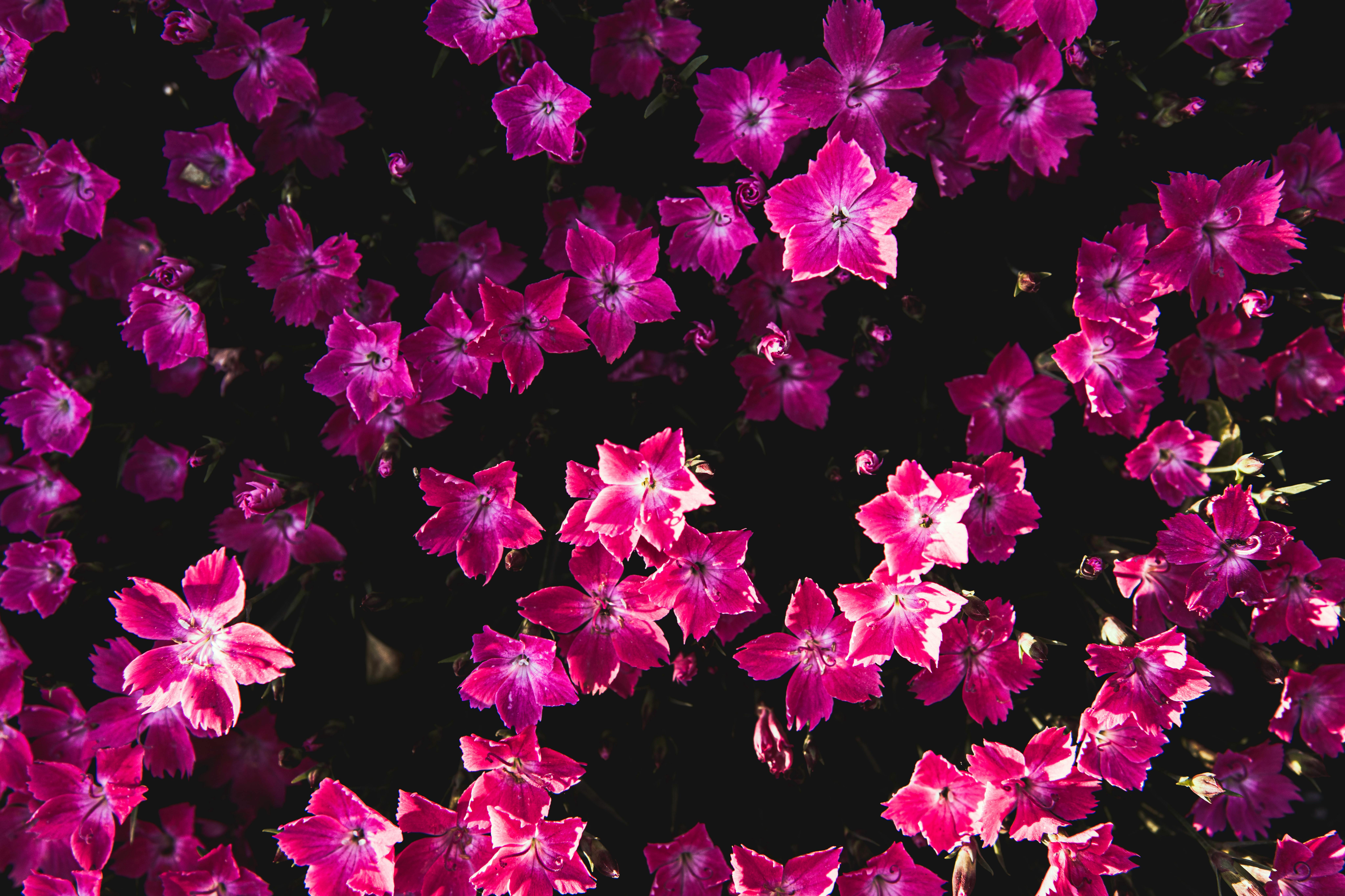 从空中俯瞰花园，盛开的粉红色花朵充满活力，尽显精致之美