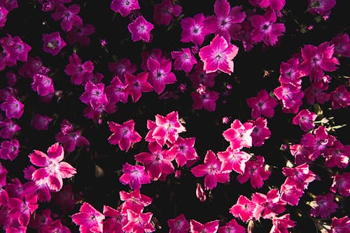 핑크 꽃잎 꽃밭