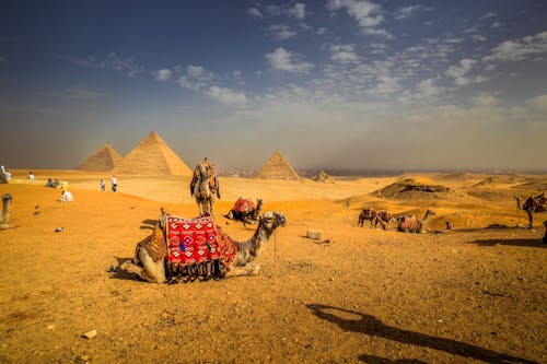 Camels at the site of pyramids 