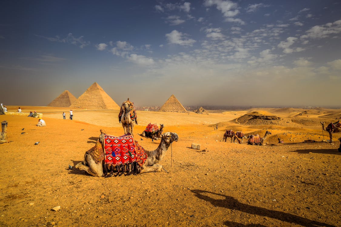 Free Camels at the site of pyramids  Stock Photo