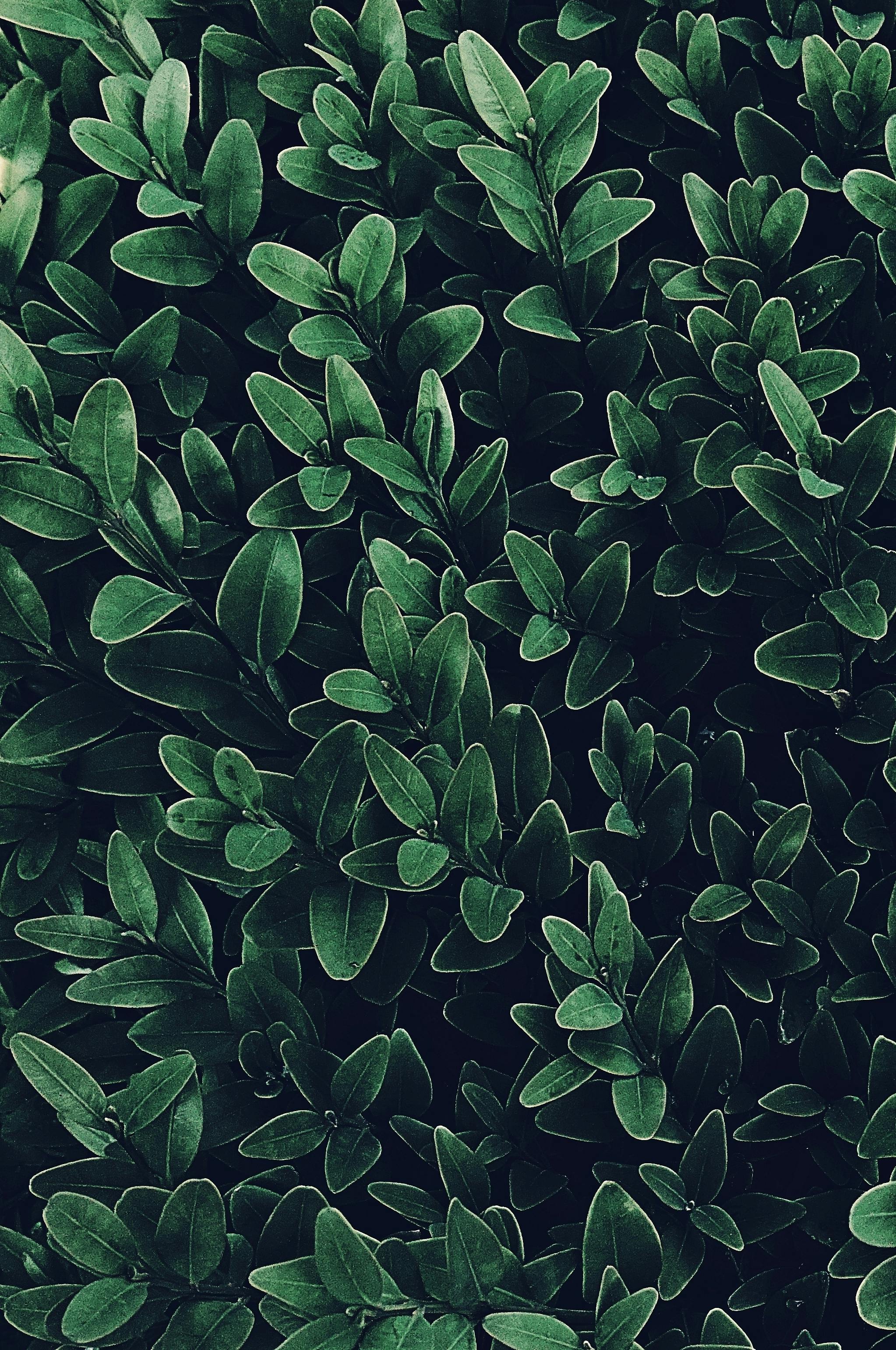 Plant Aesthetic Green Plant Aesthetic HD phone wallpaper  Pxfuel