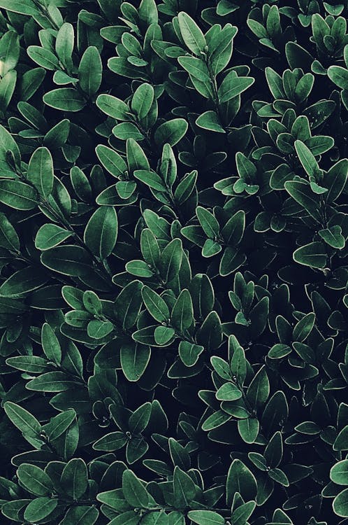 Free Green Leafy Plants Stock Photo