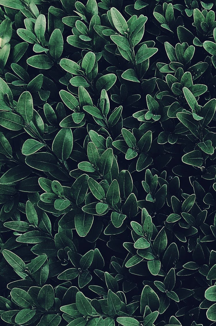 Green Leafy Plants