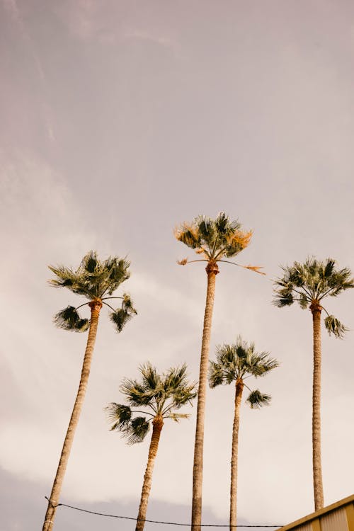 Free Five Coconut Trees Stock Photo