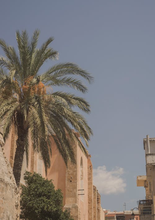 Free Palm Tree Near Buildings during Day Stock Photo