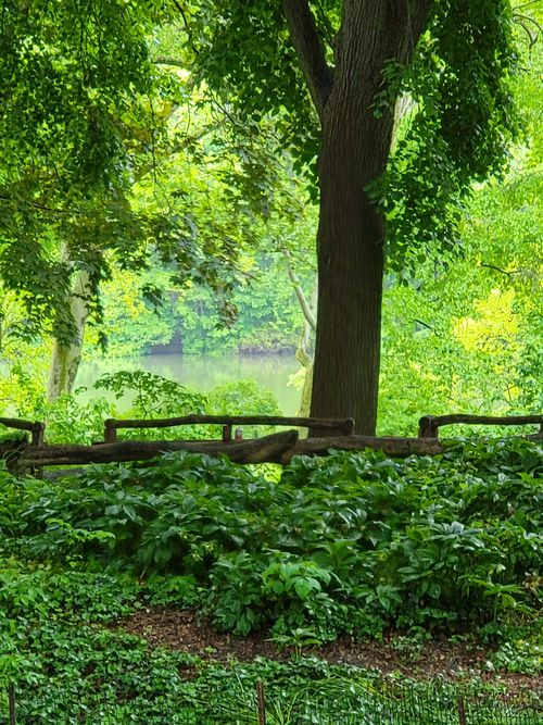 Free Scenic view of a lush wooded park with a tree and a pond in the background. Stock Photo