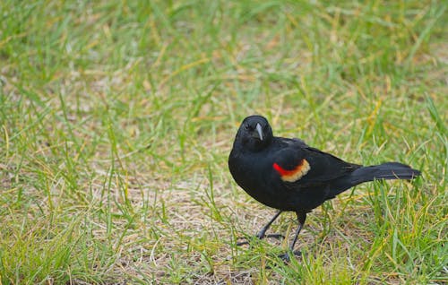 優勝美地的鳥類